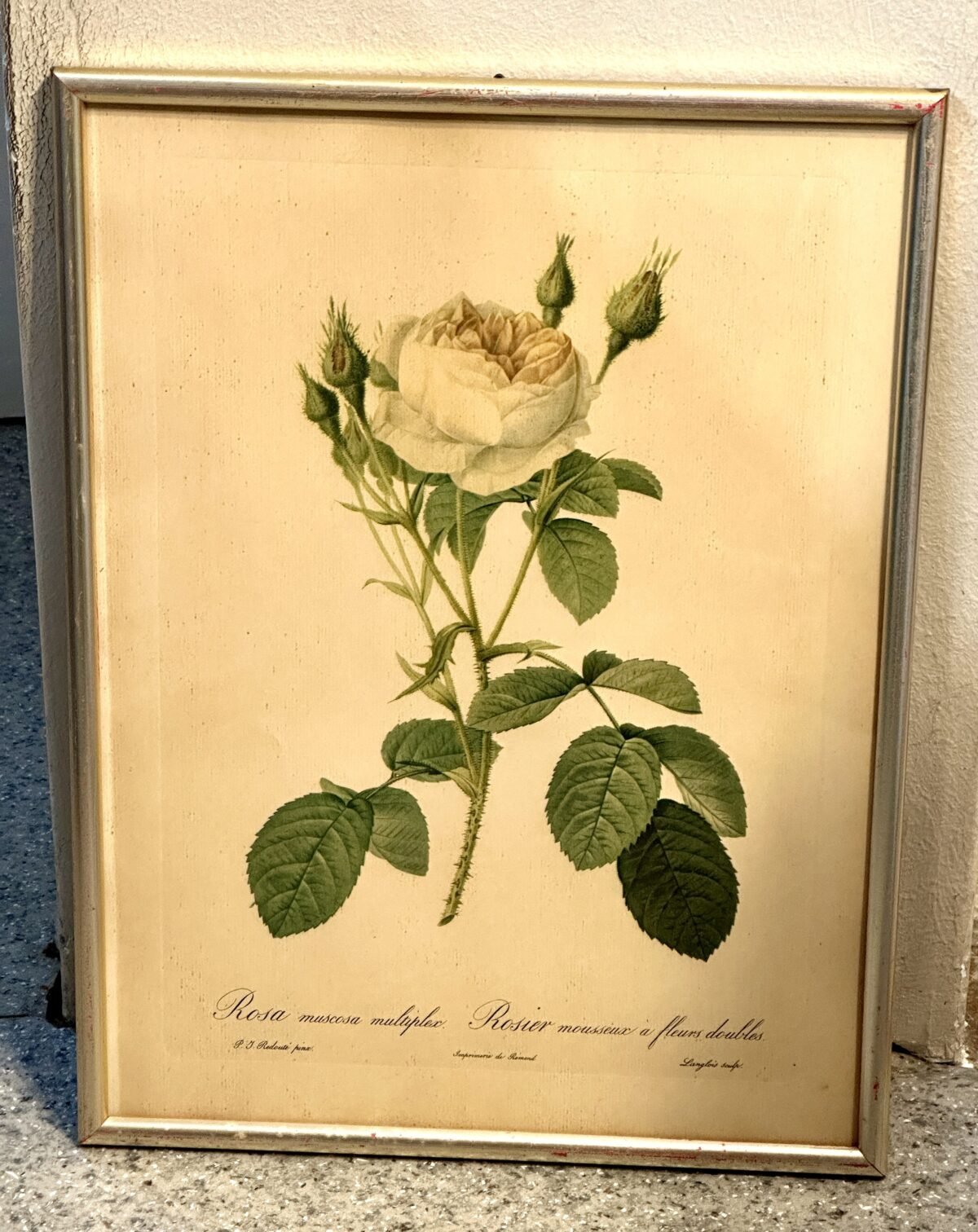 <p>Plaat / Kunstdruk in goudkleurige lijst - P.J. Redoute - Imprimerie de Rémond - met afbeelding van Rosier Muscosa Multiplex</p> - Brocante