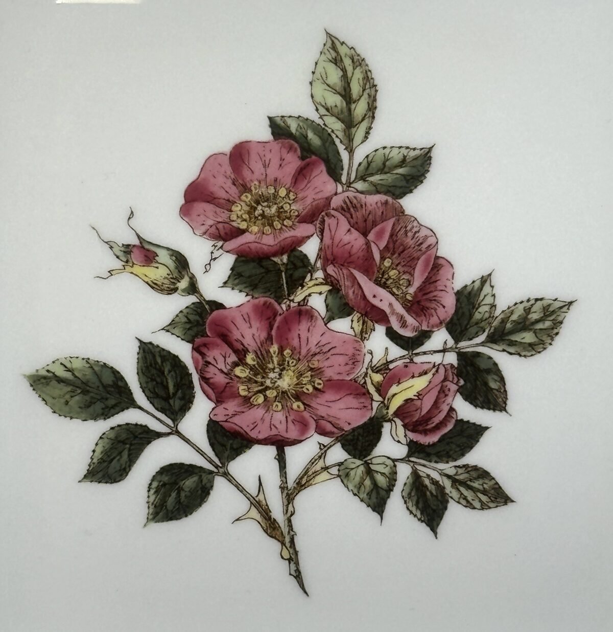 <p>Schaal / Presenteerschaal - vierkant model - Wedgwood - décor BRIAR ROSE</p> - Wedgwood